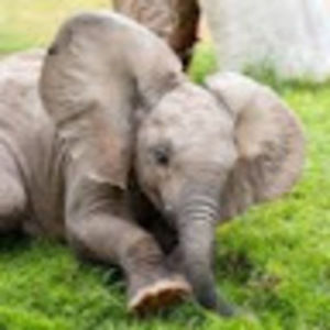 Meet your Posher, Lucy